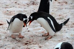 03D Two Gentoo Penguins Perform A Mating Ritual At Neko Harbour On Quark Expeditions Antarctica Cruise.jpg